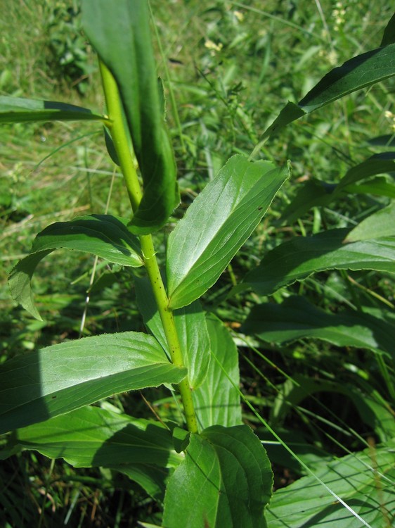 Digitalis lutea